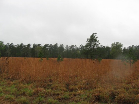 Example Pineywoods: Disturbance or Tame Grassland.jpg Example Pineywoods: Disturbance or Tame Grassland.jpg