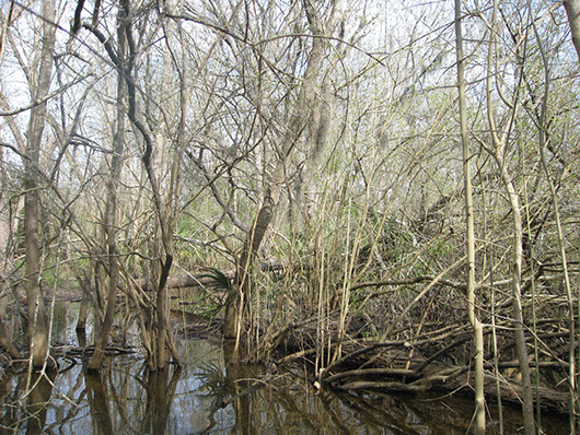 swamp-2036a.jpg swamp-2036a.jpg