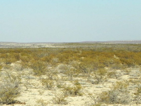 Example Trans Pecos Creosotebush Scrub.jpg Example Trans Pecos Creosotebush Scrub.jpg
