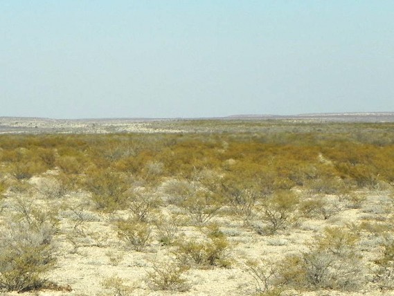 Example Trans Pecos Creosotebush Scrub.jpg