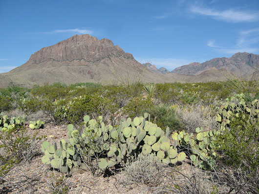 trans pecos-creosotebush scrub-1.jpg