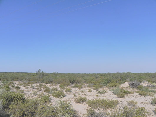 trans pecos-creosotebush scrub-852.jpg trans pecos-creosotebush scrub-852.jpg