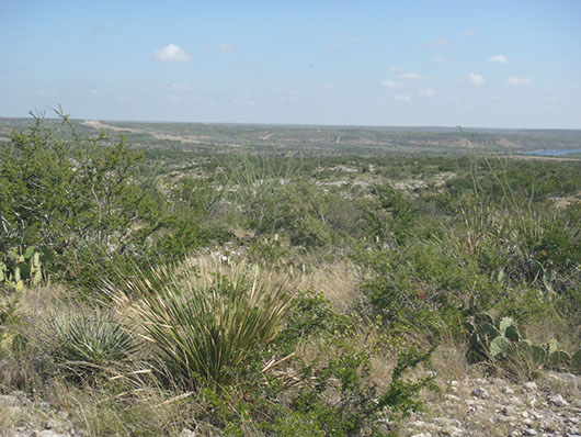 trans-pecos-mixed desert and thornscrub-653.jpg