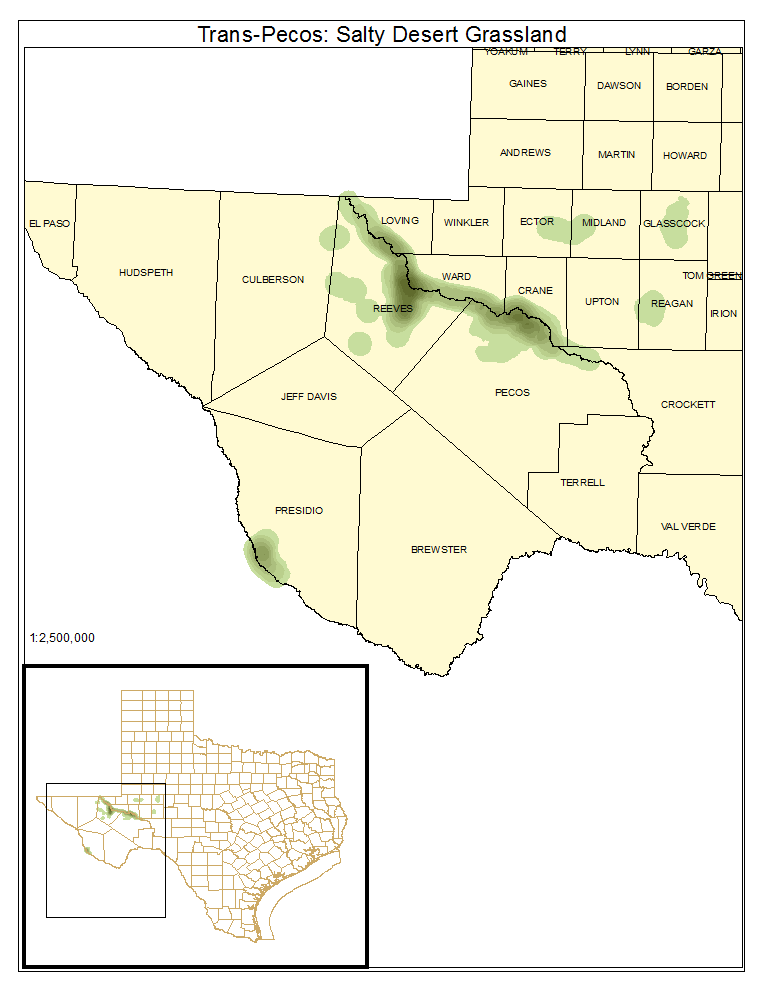 Trans-Pecos: Salty Desert Grassland