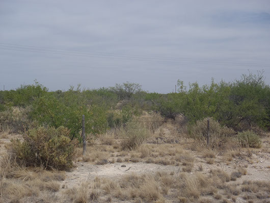 trans pecos-salty desert grassland-234.jpg