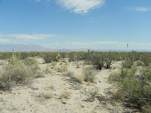 trans pecos-coppice dune and sandy scrub-1266.jpg