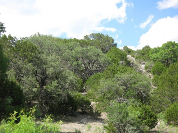 Example Edwards Plateau Ashe Juniper/Live Oak Slope Shrubland.jpg Example Edwards Plateau Ashe Juniper/Live Oak Slope Shrubland.jpg