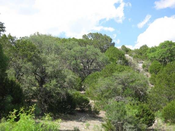 Example Edwards Plateau Ashe Juniper/Live Oak Slope Shrubland.jpg