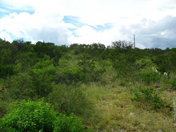 Example Edwards Plateau Deciduous Semi-arid Slope Shrubland.jpg