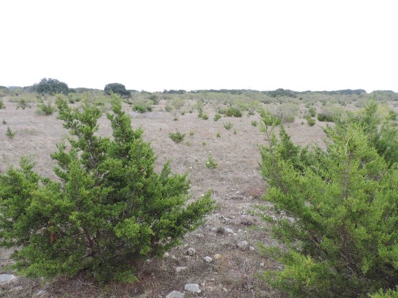 Example Edwards Plateau Juniper Semi-arid Shrubland.jpg