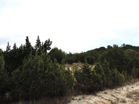 Example Edwards Plateau Juniper Semi-arid Slope Shrubland.jpg