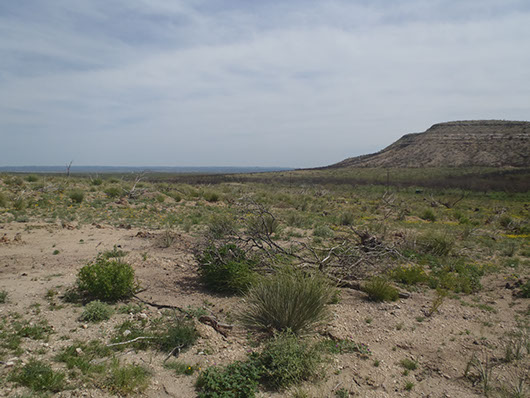 edwards plateau-savanna grassland-074.jpg