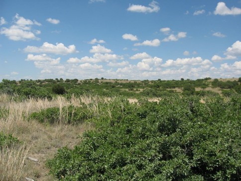 Example Edwards Plateau Shin Oak Shrubland.jpg Example Edwards Plateau Shin Oak Shrubland.jpg