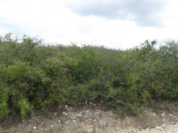 Example Edwards Plateau Shin Oak Slope Shrubland.jpg Example Edwards Plateau Shin Oak Slope Shrubland.jpg
