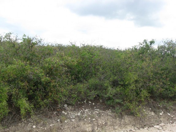 Example Edwards Plateau Shin Oak Slope Shrubland.jpg