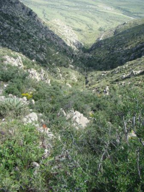 Example Trans-Pecos: Deciduous Chaparral.jpg