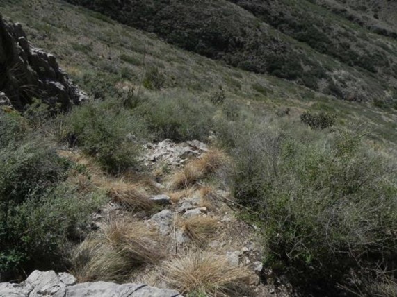 Example Trans-Pecos: Evergreen Chaparral.jpg Example Trans-Pecos: Evergreen Chaparral.jpg