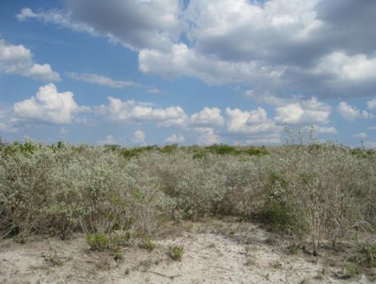 Example South Texas Shallow Dense Shrubland.jpg Example South Texas Shallow Dense Shrubland.jpg
