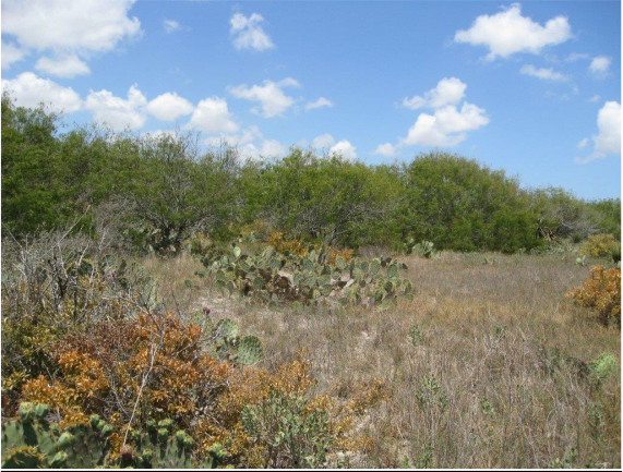 Example South Texas Loma Deciduous Shrubland.png Example South Texas Loma Deciduous Shrubland.png