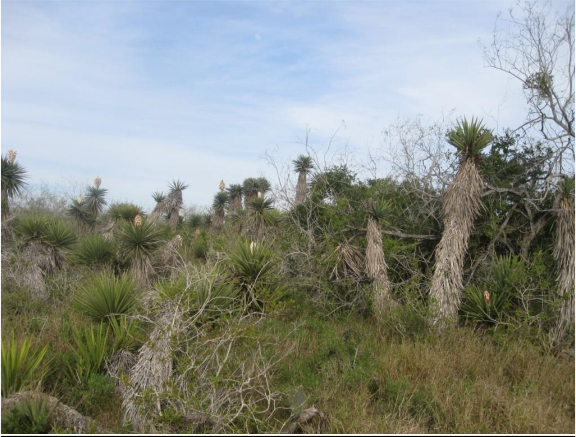 Example South Texas Loma Evergreen Shrubland.png Example South Texas Loma Evergreen Shrubland.png