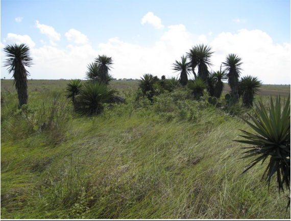 Example South Texas Loma Grassland.png Example South Texas Loma Grassland.png