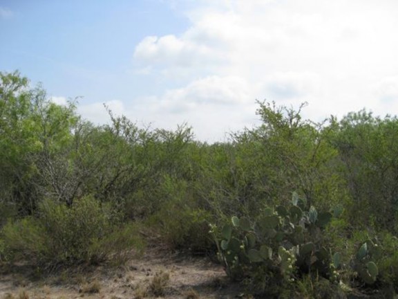 Example South Texas: Clayey Blackbrush Mixed Shrubland.jpg