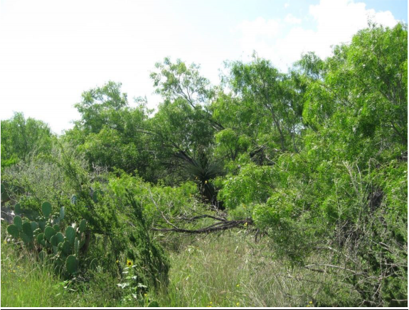 Example South Texas Clayey Mesquite Mixed Shrubland.png Example South Texas Clayey Mesquite Mixed Shrubland.png