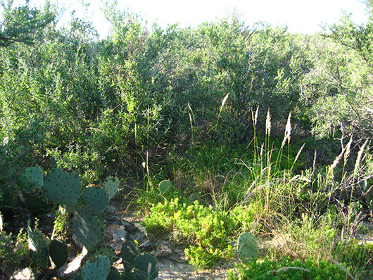 south texas-salty thornscrub-557.jpg south texas-salty thornscrub-557.jpg