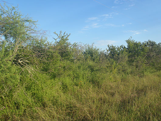 south texas-sandy mesquite dense shrubland-912.jpg south texas-sandy mesquite dense shrubland-912.jpg