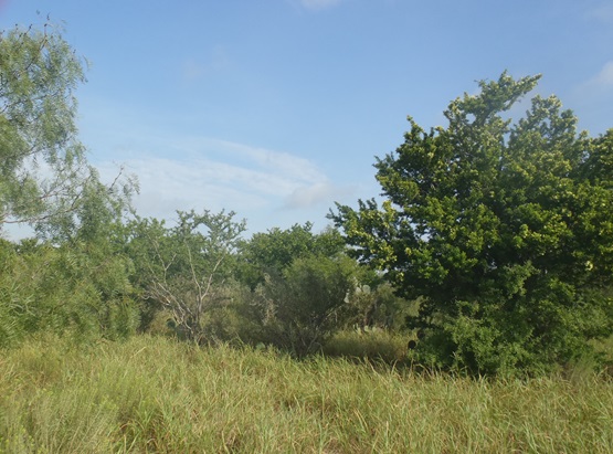 south texas-sandy mesquite-evergreen woodland-763 (2).jpg south texas-sandy mesquite-evergreen woodland-763 (2).jpg