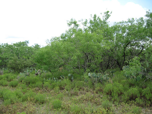 south texas-sandy mesquite woodland and shrubland-108.jpg