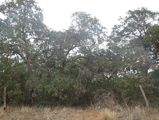 high plains-sandy shinnery shrubland-1618.jpg