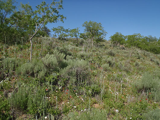 high plains-sandhill deciduous shrub duneland-358.jpg