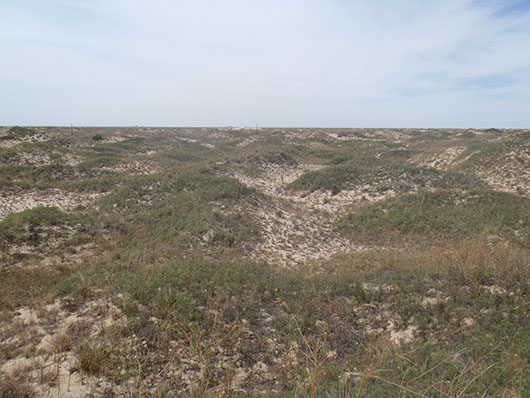 high plains-sandhill shinnery duneland-227.jpg high plains-sandhill shinnery duneland-227.jpg