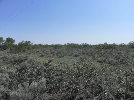 high plains-sandy deciduous shrubland-719.jpg