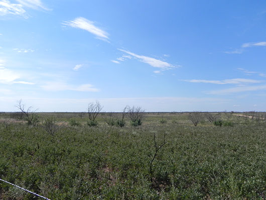 high plains-sandy shinnery shrubland-1021.jpg high plains-sandy shinnery shrubland-1021.jpg