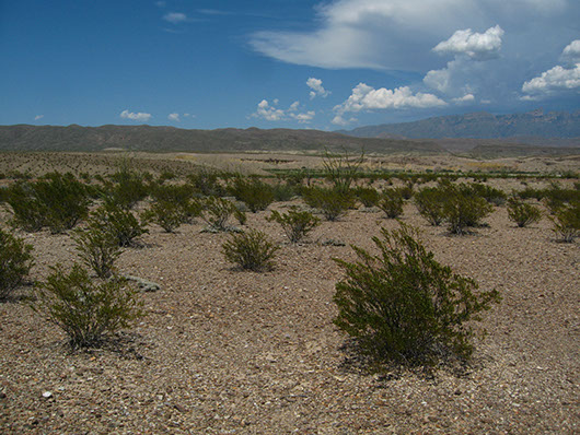 trans pecos-pavement desert-19.jpg