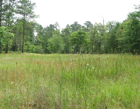 Example Pineywoods: Saline Glade.jpg Example Pineywoods: Saline Glade.jpg
