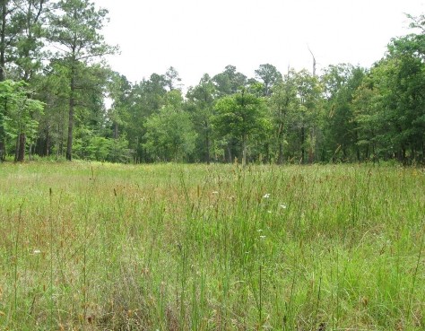 Example Pineywoods: Saline Glade.jpg