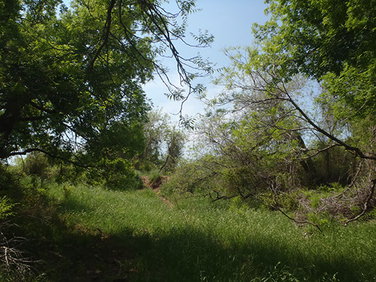 central texas-wooded cliff-bluff-316.jpg