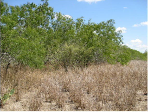 Example South Texas: Saline Lake Grassland.png