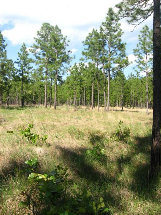 Example West Gulf Coastal Plain Catahoula Barrens.jpg Example West Gulf Coastal Plain Catahoula Barrens.jpg