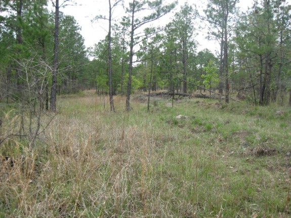 Example West Gulf Coastal Plain Catahoula Barrens.jpg Example West Gulf Coastal Plain Catahoula Barrens.jpg