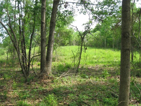 Example Pineywoods: Weches Shrub Glade.jpg