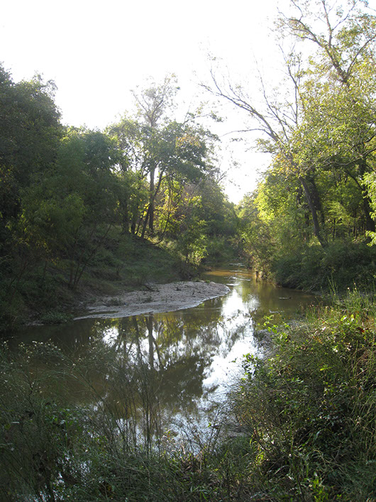 coastal bend-riparian hardwood forest-990a.jpg