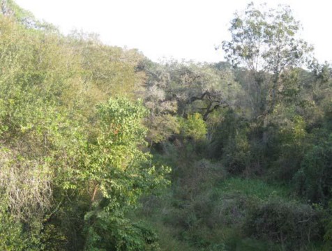 Example Coastal Bend: Riparian Live Oak/Hardwood Forest.jpg Example Coastal Bend: Riparian Live Oak/Hardwood Forest.jpg