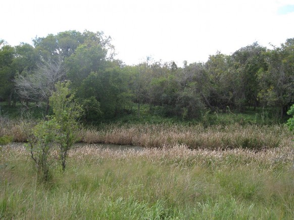 Example Coastal Bend: Floodplain Herbaceous Wetland.jpg