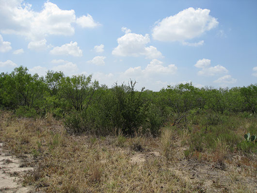 coastal bend-floodplain deciduous shrubland-211.jpg