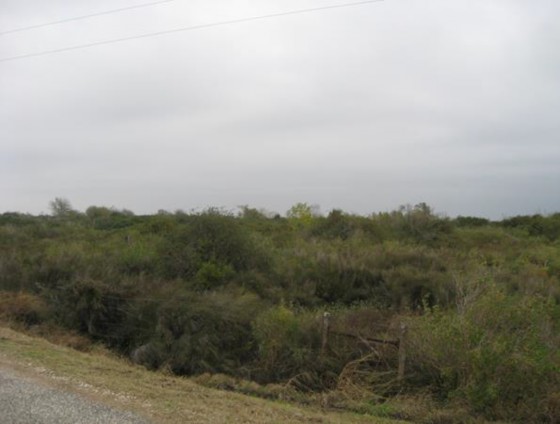 Example Coastal Bend: Floodplain Evergreen Shrubland.jpg