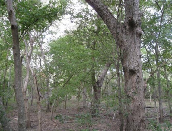 Example Coastal Bend: Floodplain Hardwood Forest.jpg